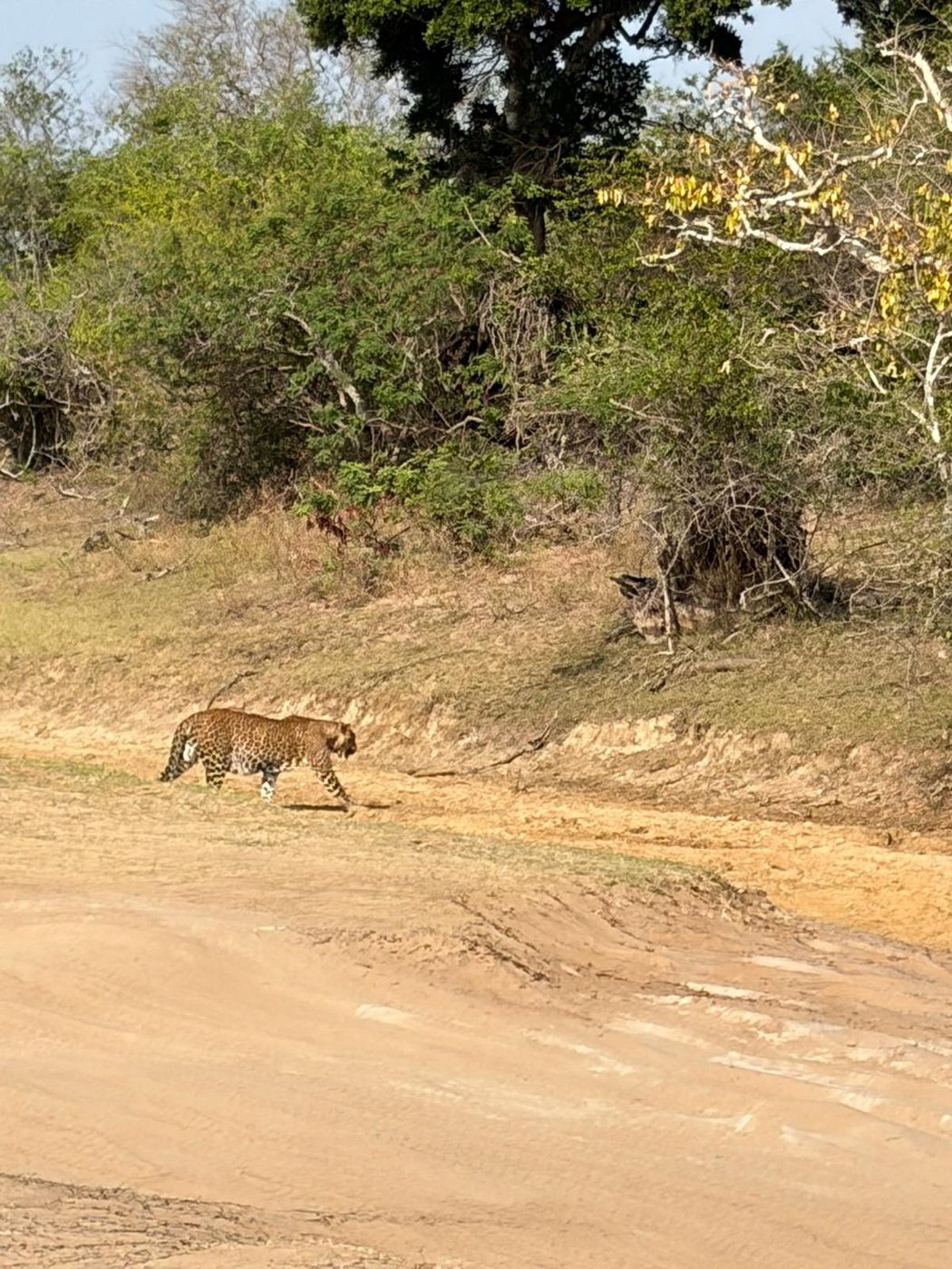 Leopard sighting during a Yala National Park safari in Sri Lanka